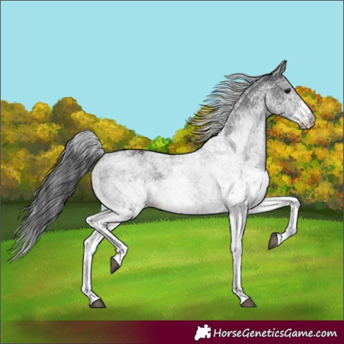 Horse Color:White Spotted Black
