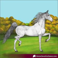Horse Color:White Spotted Black 