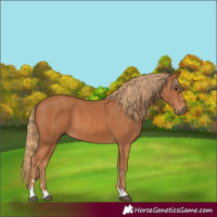 Horse Color:Chestnut 