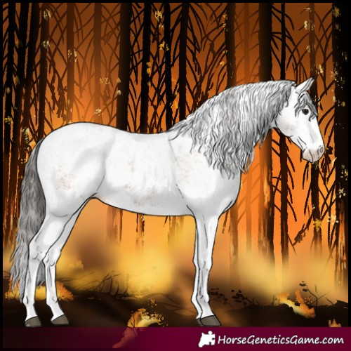Horse Color:White Spotted Bay Sabino 