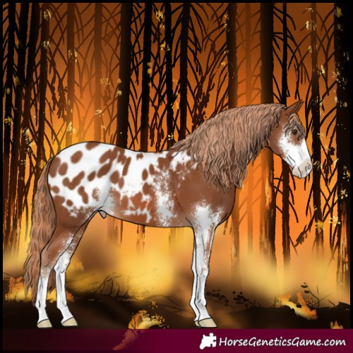 Horse Color:Chestnut Sabino Blanket 