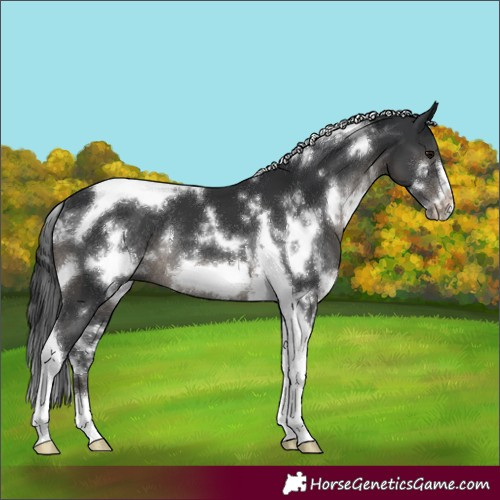 Horse Color:White Spotted Black Tobiano Frame Rabicano 