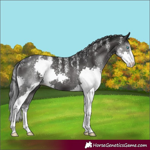 Horse Color:Powder White Black Splash 