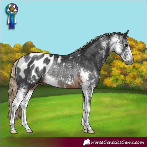 Horse Color:Gray Chocolate Palomino Sabino Blanket Rabicano 