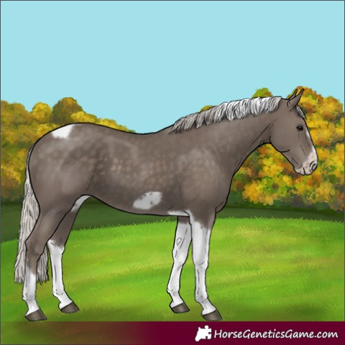 Horse Color:Silver Black Tobiano Frame
