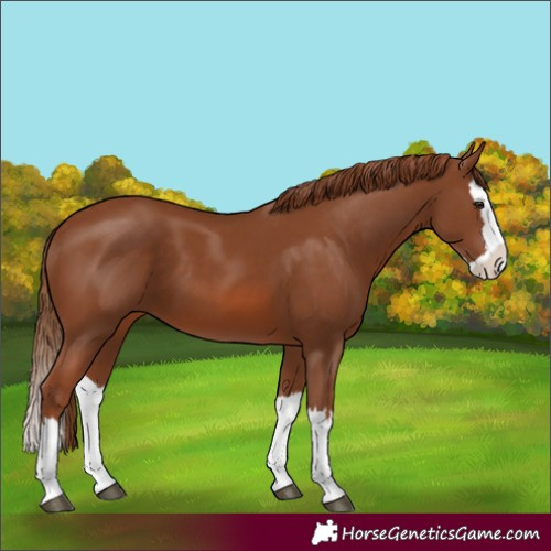 Horse Color:Chestnut Splash 