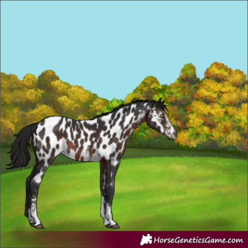 Horse Color:Gray Brown Sabino Near Leopard
