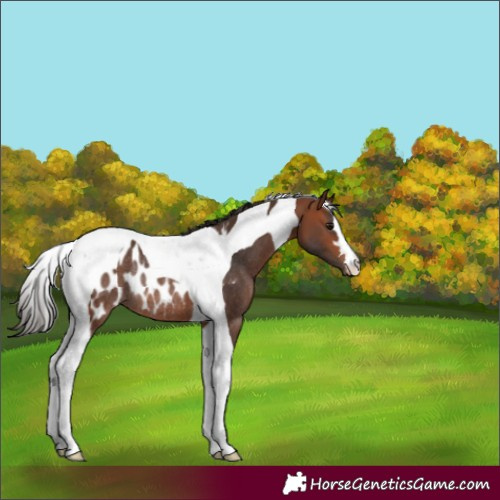 Horse Color:Bay Tobiano Blanket Rabicano 