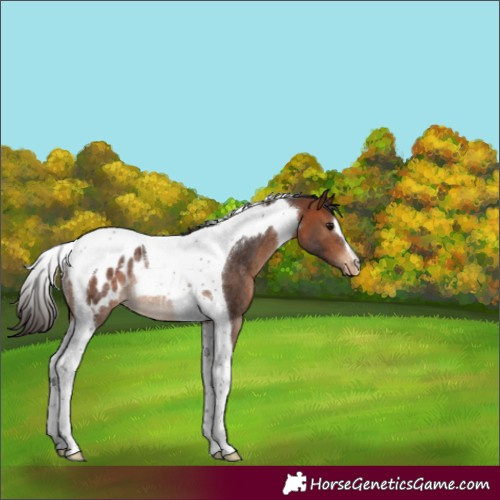 Horse Color:Bay Tobiano Blanket Rabicano