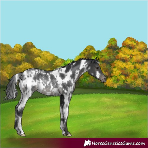 Horse Color:White Spotted Black Varnish Rabicano