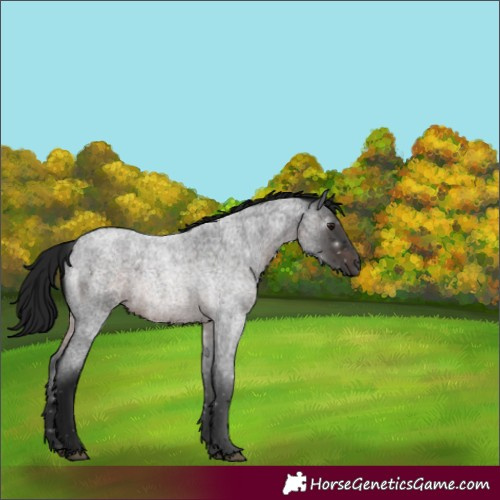 Horse Color:Gray Brown Roan 