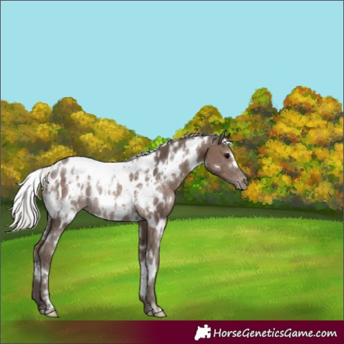 Horse Color:White Spotted Silver Black Blanket Rabicano