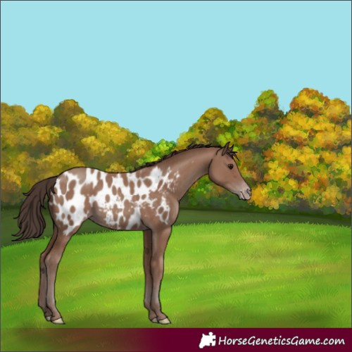 Horse Color:Classic Champagne Blanket Rabicano