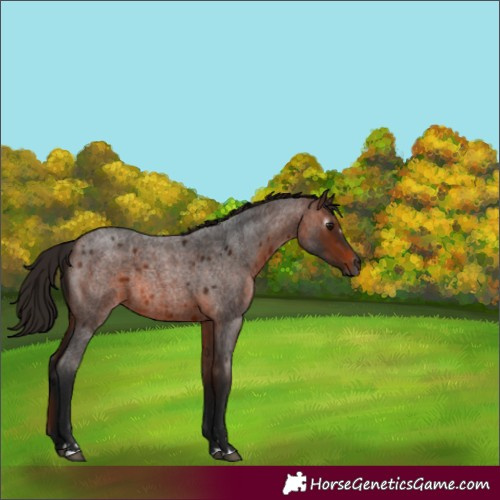 Horse Color:Gray Bay Roan