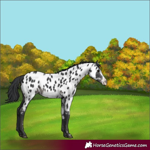 Horse Color:Black Frame Near Leopard Rabicano