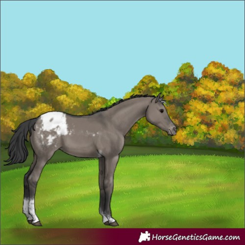 Horse Color:Grullo Tobiano Varnish Rabicano