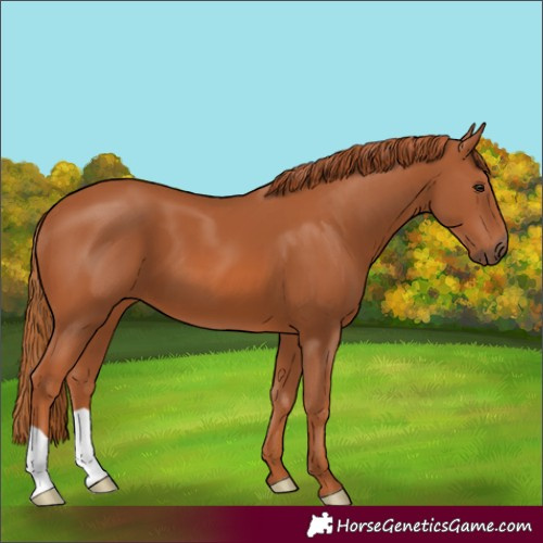 Horse Color:Chestnut 