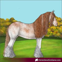 Horse Color:White Spotted Chestnut 