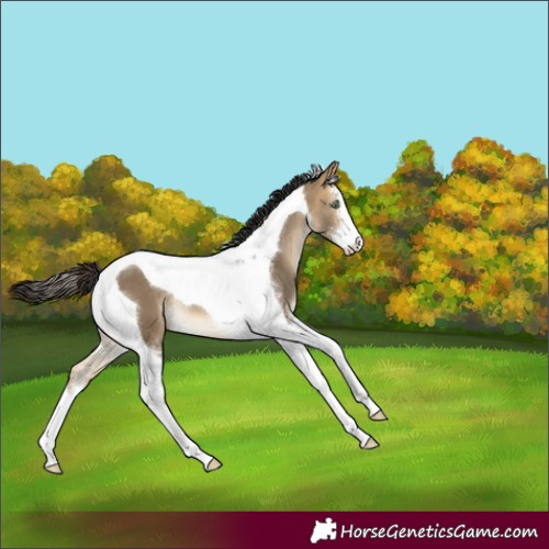 Horse Color:Buckskin Dun Sabino Tobiano