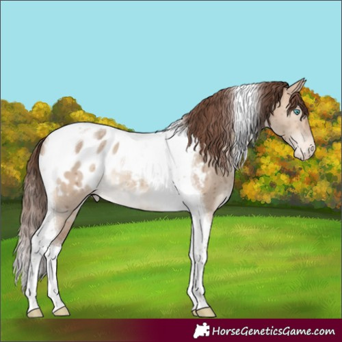 Horse Color:Sable Champagne Dun Tobiano Near Leopard Brindle