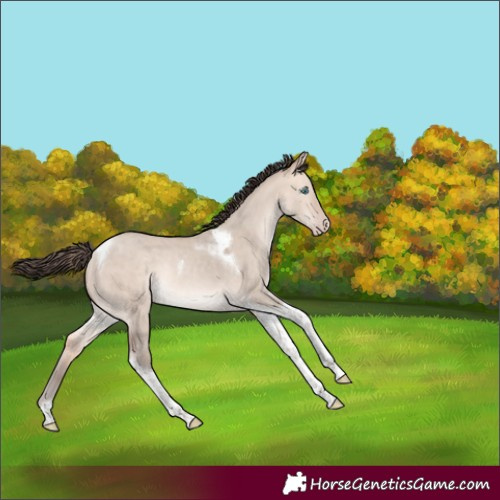 Horse Color:Amber Champagne Dun Mushroom Tobiano Rabicano