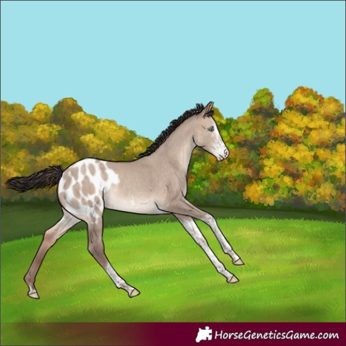 Horse Color:Sable Champagne Dun Sabino Tobiano Blanket