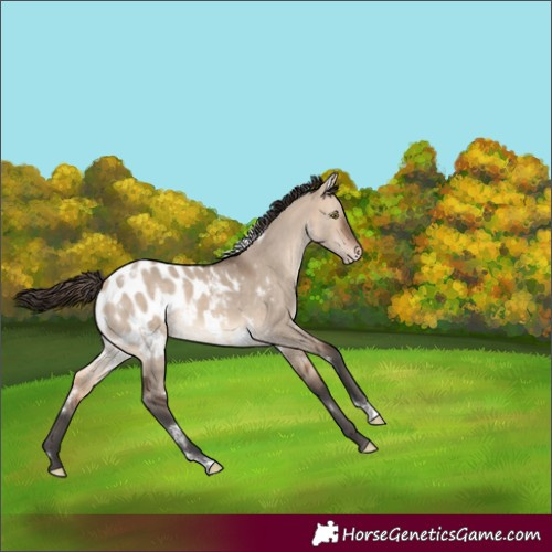 Horse Color:White Spotted Bay Dun Mushroom Tobiano Blanket