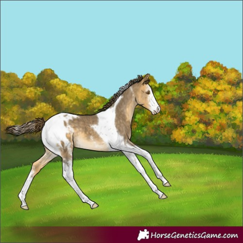 Horse Color:Buckskin Dun Mushroom Sabino Tobiano Varnish Brindle 
