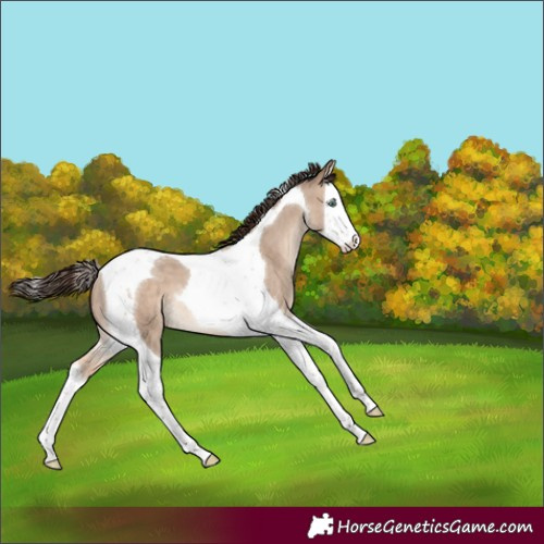 Horse Color:Sable Champagne Dun Splash Tobiano Varnish