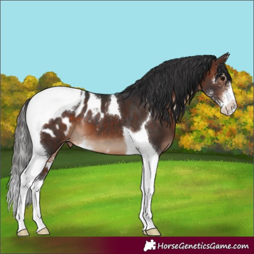 Horse Color:Brown Sabino Tobiano Blanket