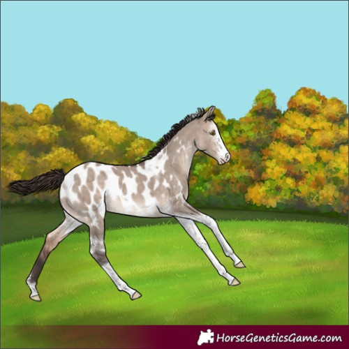 Horse Color:Brown Dun Mushroom Sabino Tobiano Near Leopard