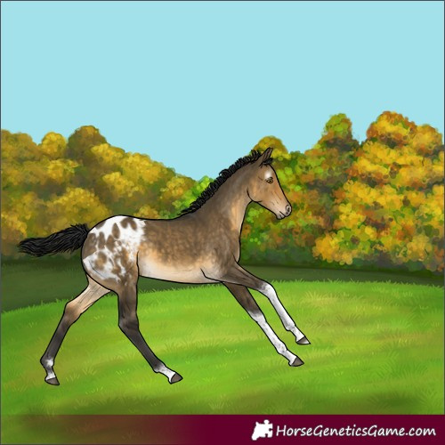 Horse Color:Gray Buckskin Dun Tobiano Blanket