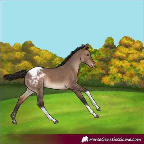 Horse Color:Brown Dun Tobiano Snowcap