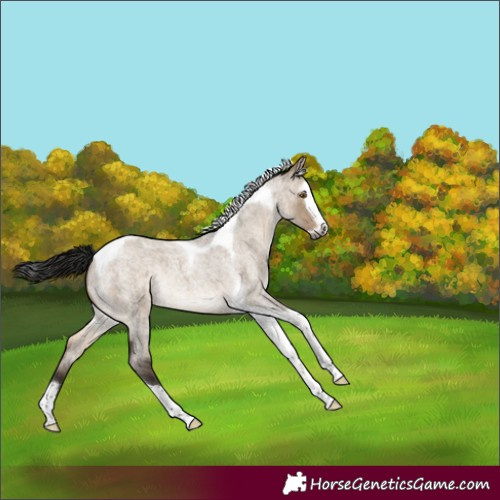 Horse Color:Gray Brown Roan Dun Mushroom Splash Tobiano Varnish Rabicano 