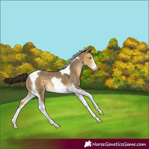 Horse Color:Buckskin Dun Mushroom Tobiano 