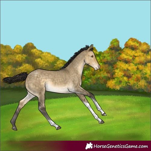 Horse Color:Buckskin Dun Tobiano Snowcap