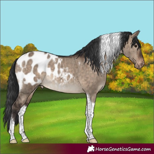 Horse Color:Brown Dun Tobiano Near Leopard Brindle 