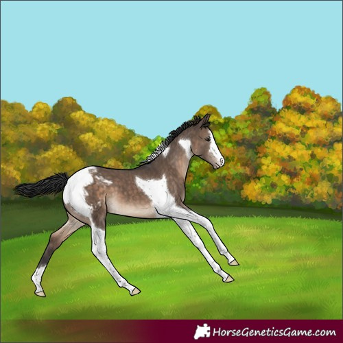 Horse Color:Brown Dun Tobiano Snowcap