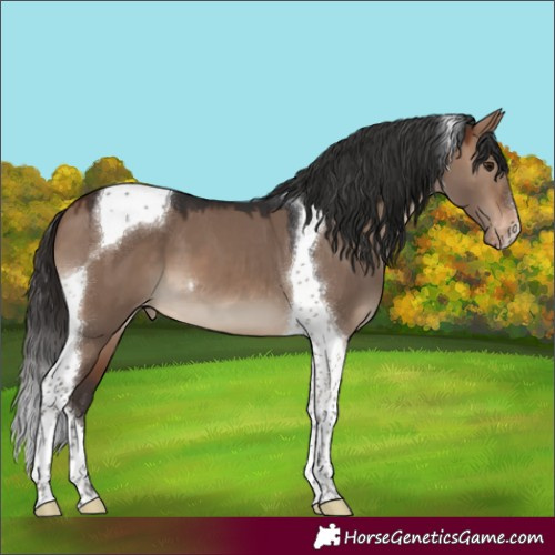Horse Color:Brown Dun Tobiano Varnish