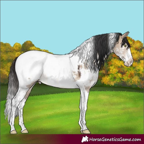 Horse Color:Brown Dun Sabino Tobiano Snowcap 