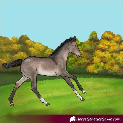 Horse Color:Brown Dun Mushroom Tobiano