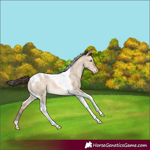 Horse Color:Sable Champagne Dun Tobiano Blanket Brindle