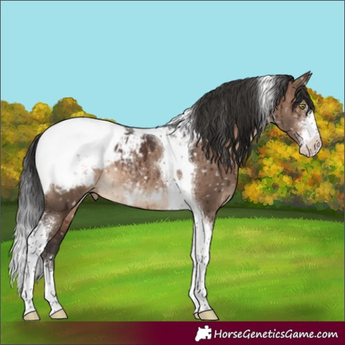 Horse Color:Brown Dun Sabino Tobiano Snowcap Rabicano Brindle 