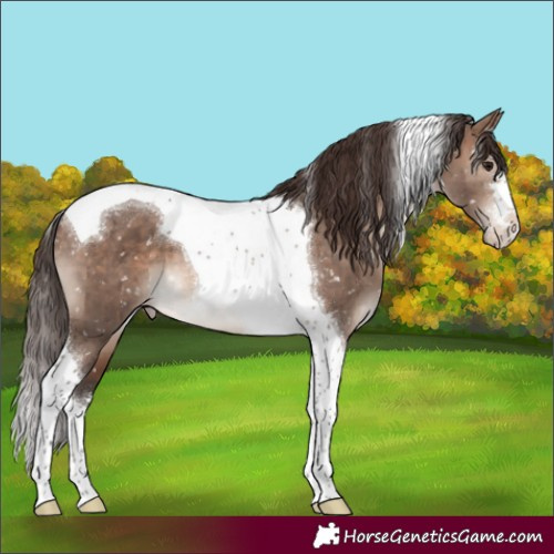 Horse Color:Brown Dun Mushroom Tobiano Snowflake VarnishBrindle 