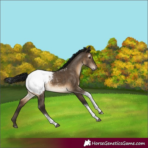 Horse Color:Gray Brown Dun Tobiano Snowcap Rabicano 