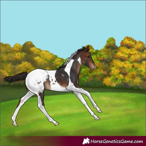 Horse Color:Bay Tobiano Snowcap