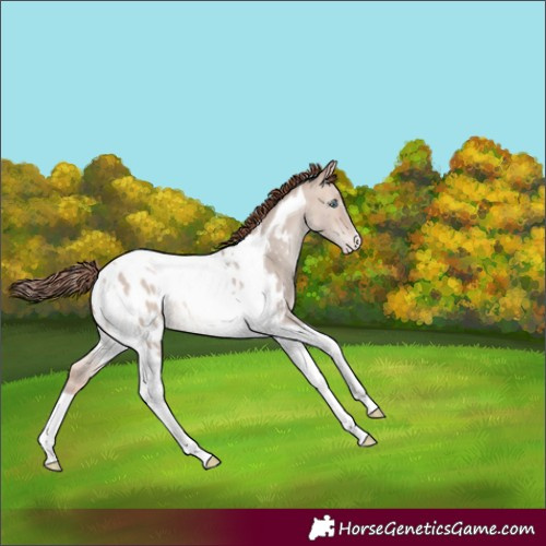 Horse Color:Amber Champagne Dun Mushroom Tobiano Near Leopard 