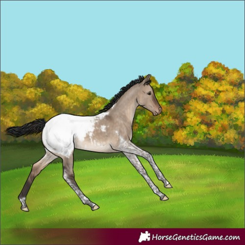 Horse Color:Brown Dun Tobiano Snowcap