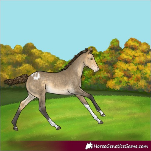 Horse Color:Buckskin Dun Mushroom Tobiano Blanket