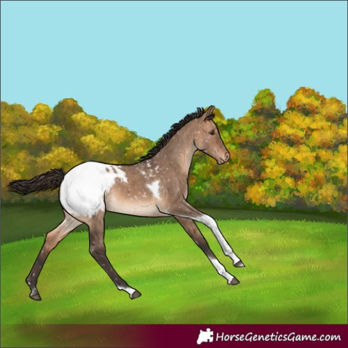 Horse Color:Brown Dun Tobiano Snowcap Brindle